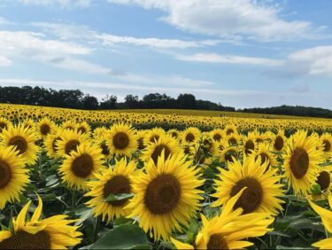 北竜町のひまわりが見頃を迎えました！🌻🌻 この週末は、日本一のひまわり畑を見に来ませんか？【北竜町ひまわり観光協会】