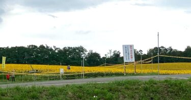 8月2日（金）伝わりにくい写真ですみません。。上の方までびっしり満開です 🌻 今が見頃ですよ 😊【お食事処向日葵】