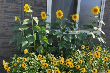 8月7日（水）本日もたくさんの方にお越し頂き ありがとうございました 🙇‍♀️ お待たせしてしまって申し訳ありません。【お食事処向日葵】