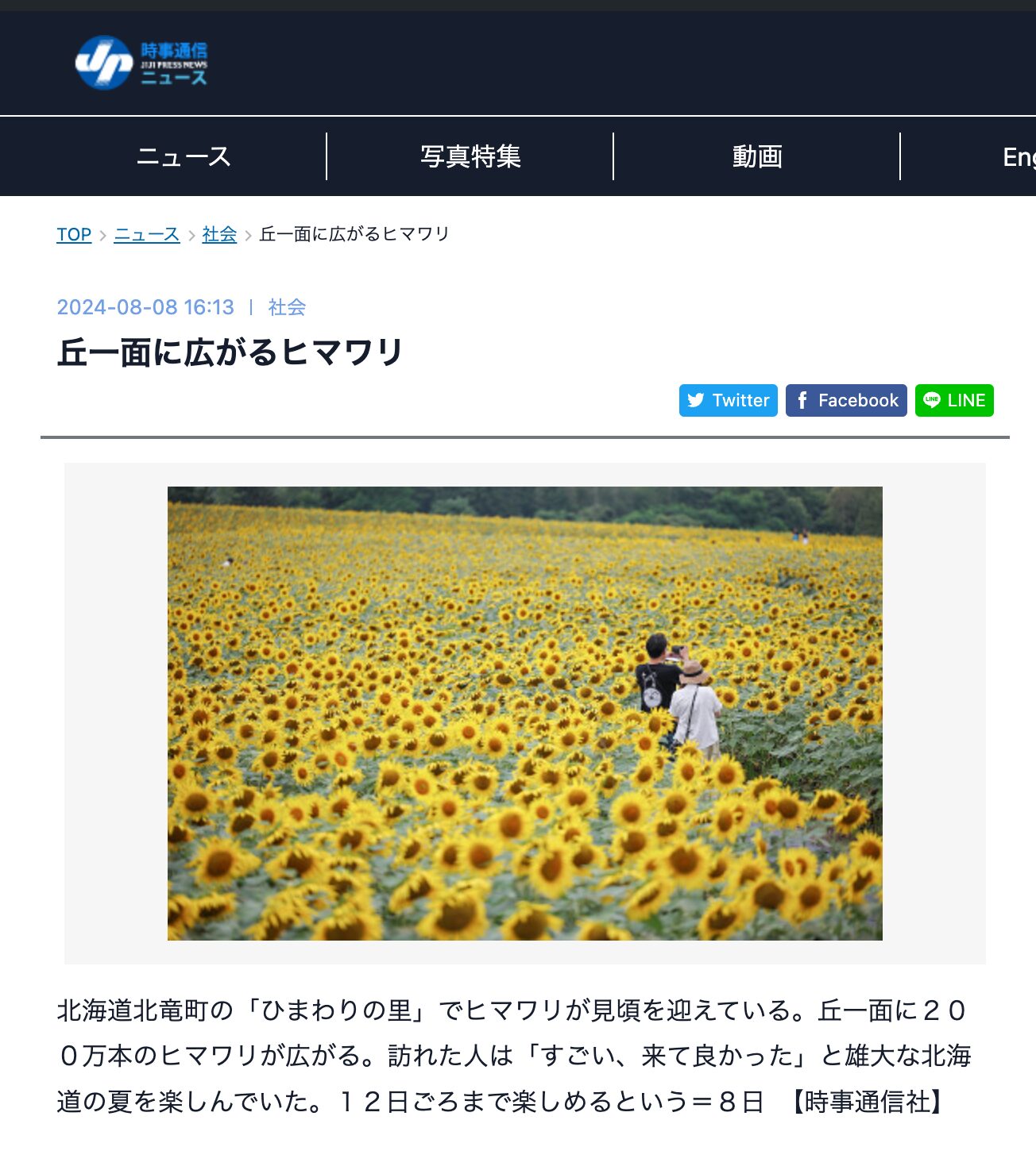 Bunga matahari yang tersebar di seluruh perbukitan [Jiji Press News].