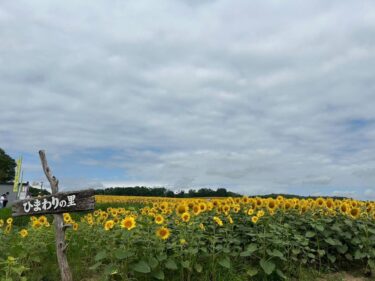 8月9日（金）本日もお待ちしています！！ ひまわりはあと何日かが見頃です🌻【お食事処向日葵】