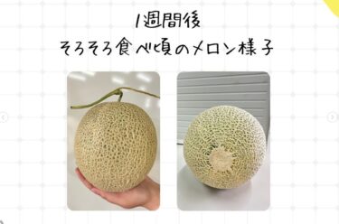 ひまわりメロンのおいしい食べ方 2024編！ ぜひご覧下さい ♪【農事組合法人ほのか】