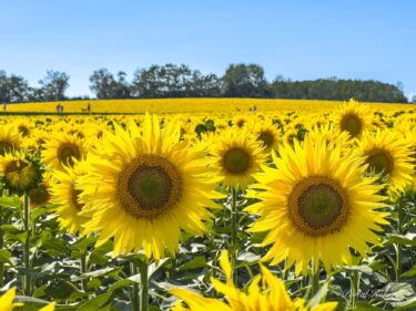 7月31日（水）ひまわりの里開花状況：満開！見頃！感激して自然と涙あふれる瞬間！