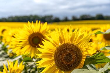 8月4日（日）ひまわりの里開花状況：ハッピーソングが響き渡る素敵なひまわりの里