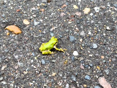 幸運を招く緑のアマガエルさん