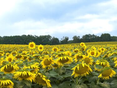 9 Avqust (Cümə) Günəbaxan Kəndinin Çiçəkləmə Vəziyyəti: Çiçəklər ağır-ağır baş əyərək gələnlərə "Sağ ol" dedilər.