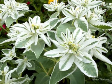 Taman alami keluarga Nakajima di mana tanaman langka menjadi hidup!