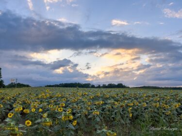 8月16日（金）ひまわりの里開花状況：天命を全うする偉大なるひまわりさん達！たくさんの感動をありがとう！