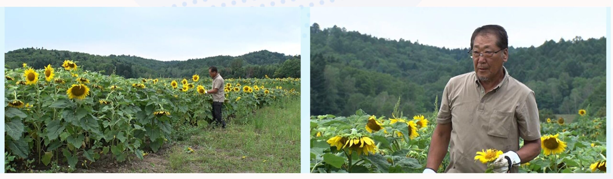 [होकुर्यु टाउन सनफ्लावर विलेज] हमने गाँव के मेयर से पूछा! हमारा गाँव जापान में सबसे अच्छा है 7 [टीवी ओसाका]