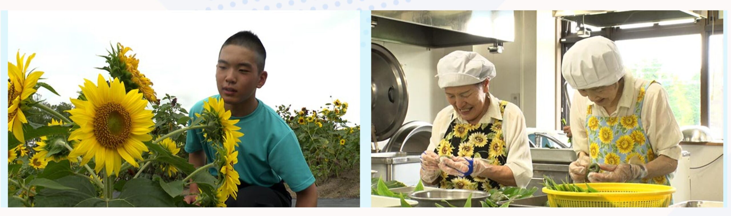 [होकुर्यु टाउन सनफ्लावर विलेज] हमने गाँव के मेयर से पूछा! हमारा गाँव जापान में सबसे अच्छा है 7 [टीवी ओसाका]