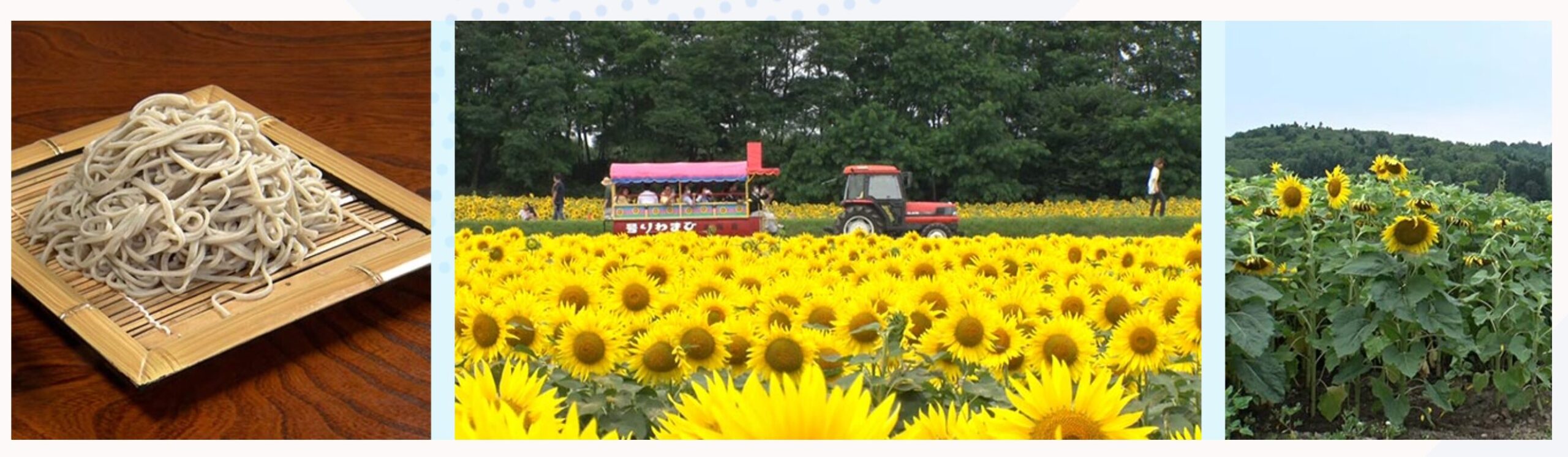 [होकुर्यु टाउन सनफ्लावर विलेज] हमने गाँव के मेयर से पूछा! हमारा गाँव जापान में सबसे अच्छा है 7 [टीवी ओसाका]