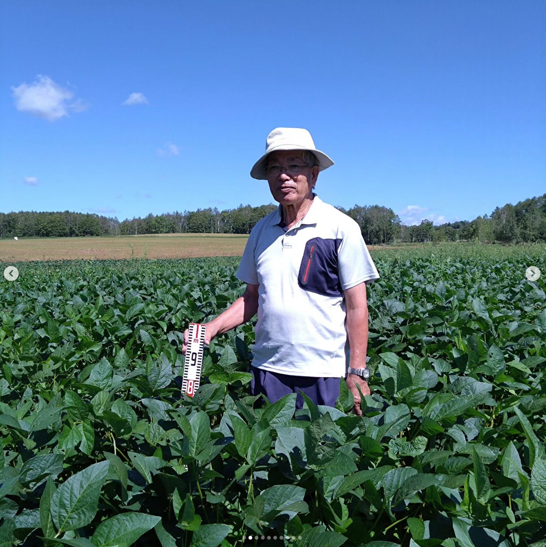 生産者さんによってですが、1メートル超えた畑もあり、鞘もたくさんついていました！青い空に緑色が映えますよね。収穫までまだまだありますが、順調に育ってます✨【黒千石事業協同組合】