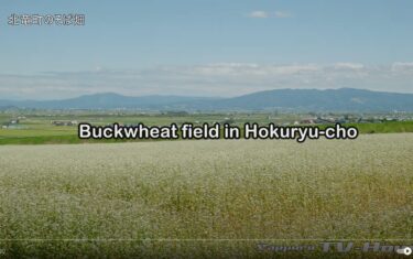 8K 北竜町のそば畑 Buckwheat field in Hokuryu-cho【Sapporo TV House Stock Footage】