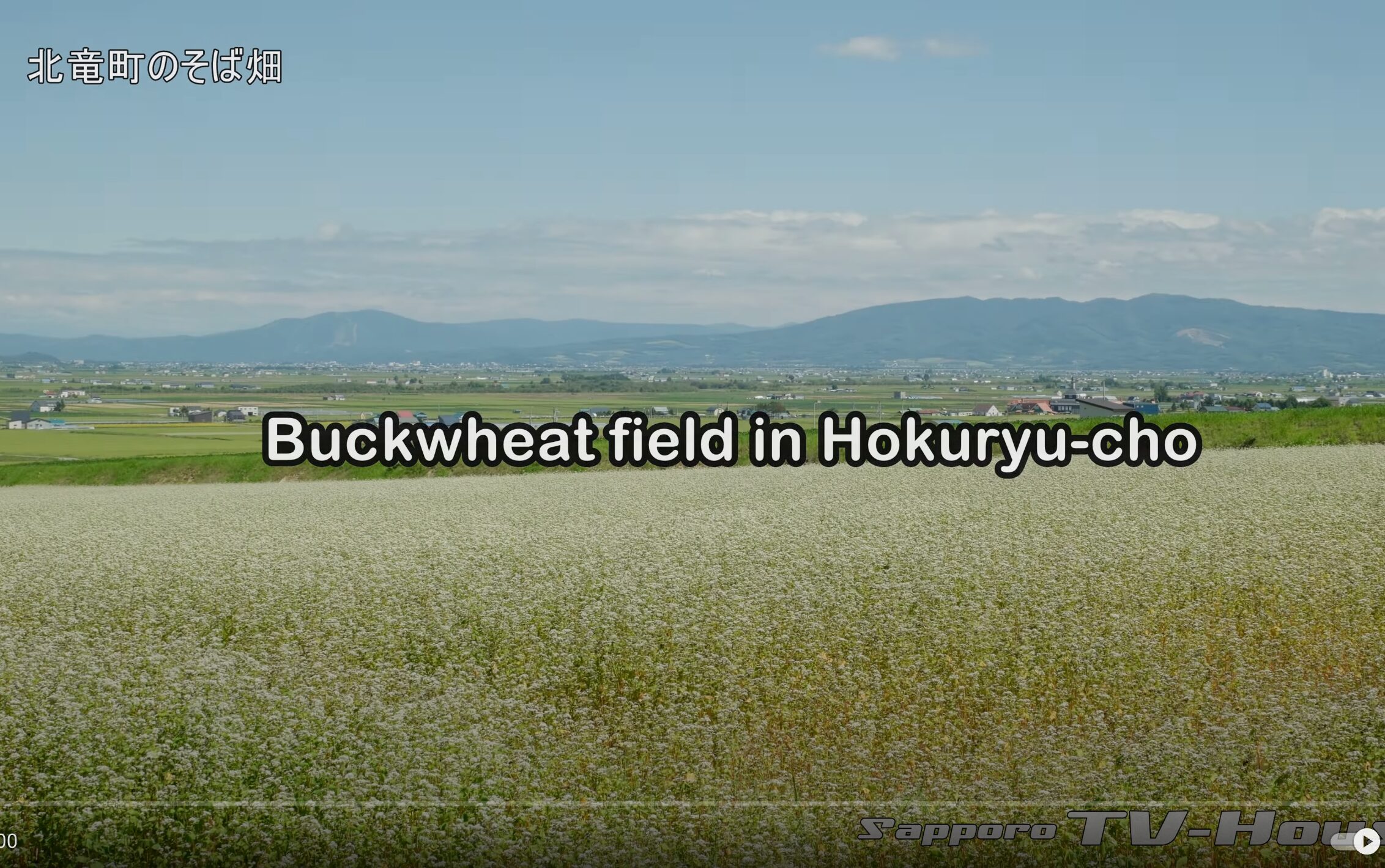 8K 北竜町のそば畑 Buckwheat field in Hokuryu-cho【Sapporo TV House Stock Footage】