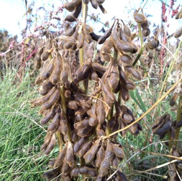収穫間近の黒千石大豆です。どの畑もたくさん付いてましたよ！ 最高の収穫量になるかもしれません【黒千石事業協同組合】