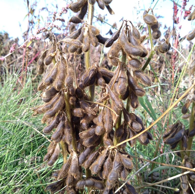 収穫間近の黒千石大豆です。どの畑もたくさん付いてましたよ！ 最高の収穫量になるかもしれません【黒千石事業協同組合】