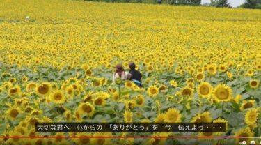 जवानी की चमक फिर से जाग उठी है! जवानी की अनमोल यादों के लिए कृतज्ञता के साथ, "उस पहाड़ी पर जहाँ सूरजमुखी खिलते हैं"!