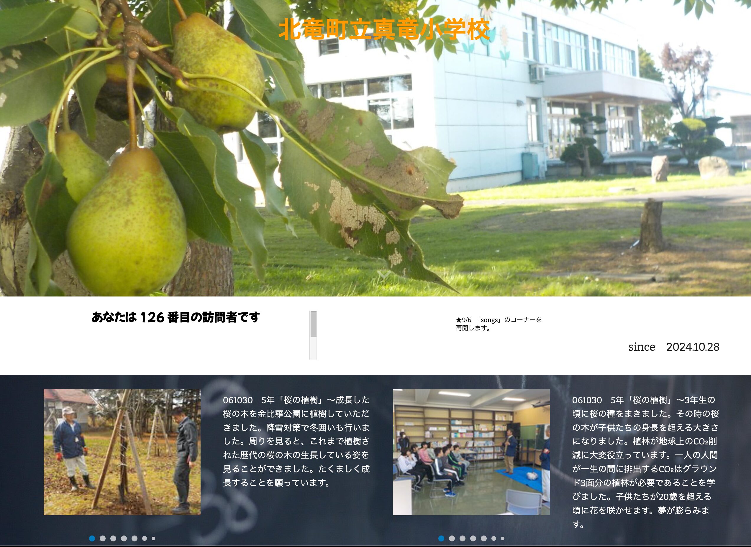 10月30日（水）5年「桜の植樹」～成長した桜の木を金比羅公園に植樹していただきました。降雪対策で冬囲いも行いました。【真竜小学校】