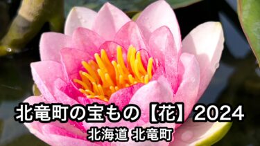 【動画】北竜町の宝もの【花】2024