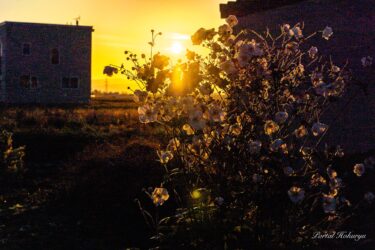 黄金に光り輝く風景