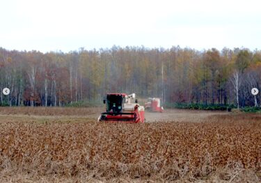 黒千石大豆の収穫、搬入が本格的に始まりました！今年も晴れた日が多かったので、早めの刈り取りの生産者さんもいらっしゃいます ♪ 早くお届けできるように頑張って調製作業中です！ 新豆はもぅ少しお待ち下さい✨【黒千石事業協同組合】