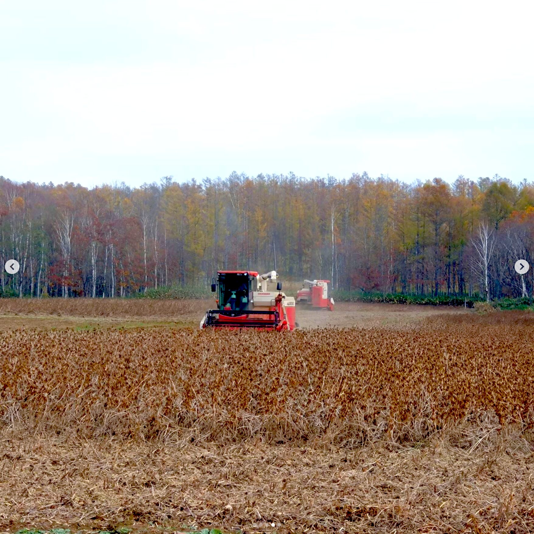 黒千石大豆の収穫、搬入が本格的に始まりました！今年も晴れた日が多かったので、早めの刈り取りの生産者さんもいらっしゃいます ♪ 早くお届けできるように頑張って調製作業中です！ 新豆はもぅ少しお待ち下さい✨【黒千石事業協同組合】