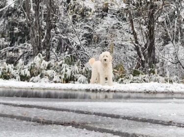 Bu yıl geç oldu ama beyaza döndü. [Takada Şirketi]
