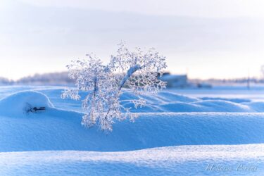 Küçük bitkilerin sanat eserine benzeyen buz heykellerine şükranla!