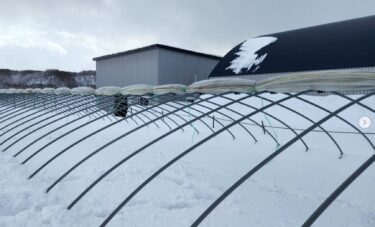 今年も美味しいひまわりすいか作りす！【（株）高田】