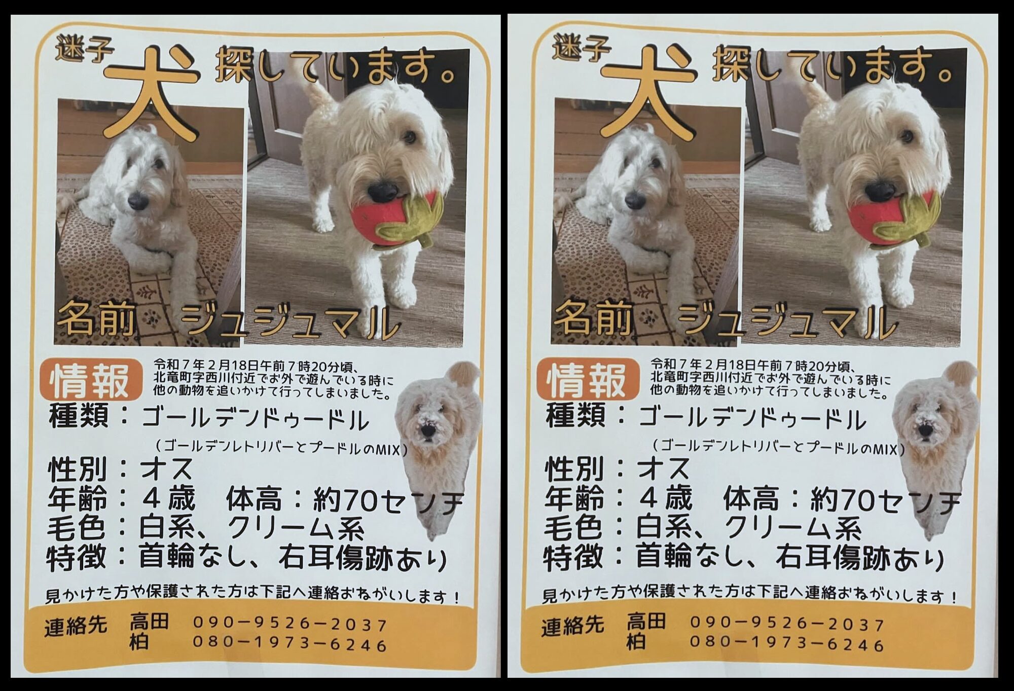 🌻 迷い犬を探しています。北竜町字西川付近で見失っています。見かけた方や保護された方がいましたら チラシに載っている番号に連絡をお願いします！【お食事処向日葵】