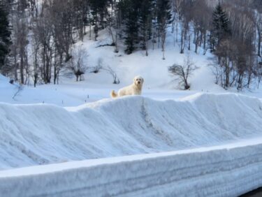 2月23日（日）家出から4 日　目撃情報あり　姿は見えなかったが形跡はあり【（株）高田】