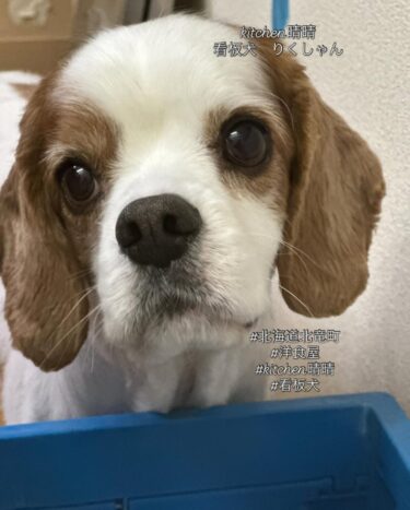 看板犬：めいちゃん・りくしゃん、今日のはみちゃんあて「スモークサーモンと紫キャベツ」【Kitchen 晴晴】