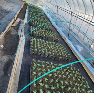 3月8日（土）まわりすいかプラグ苗到着。鉢上げ完了。揃ったフラグ苗でしたぁ【（株）高田】