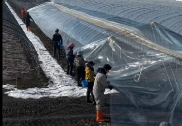 28 gedung tahun ini! Saya mendirikan tenda vinil di atas rumah kaca padi. Pekerjaan besar dimulai pukul 6 pagi. Perannya dibagi dengan jelas dan semua orang bekerja dalam harmoni yang sempurna. 💨 [Koperasi Pertanian Honoka]