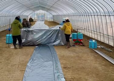 イネの温床育苗で使う銀マルチ 使いやすいように広げて巻いてます✌️【農事組合法人ほのか】