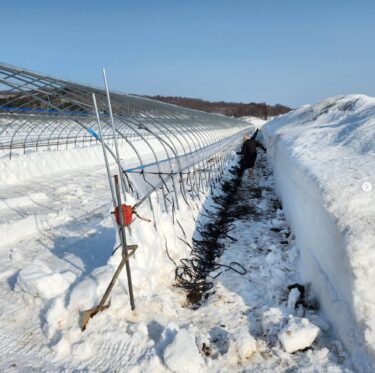 ひまわりすいか・ハウスバンド準備中！【（株）高田】