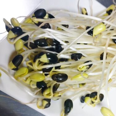 #黒千石もやし：試験的に作ってもらいました。マジで美味しい。本格的に参入する業者さんいないかな ??? ご興味ある方募集中！【黒千石事業協同組合・常務】