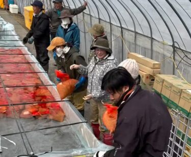 4月6日（日）最近のほのか 📽️ （動画の中の作業順番バラバラです😅）【農事組合法人ほのか】