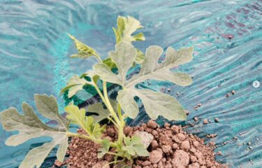 4月4日（金）昨日、定植。外は寒いですが、すいかは元気です！【（株）高田】