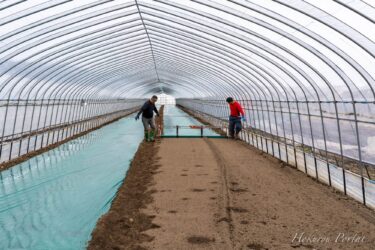 【ひまわりすいか栽培・マルチシート張り作業】高田秋光ファーム【北竜ひまわりすいか生産組合】