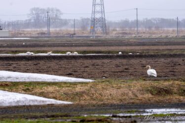春を告げる白鳥達の落穂拾い