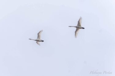 白鳥の優美なる飛行