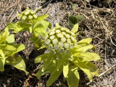 บัตเตอร์เบอร์ นางฟ้าแห่งฤดูใบไม้ผลิผู้แสนอ่อนโยนที่นำพาความสุขแห่งฤดูใบไม้ผลิมาให้