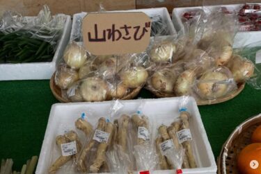 5月3日（祝）山わさび、ふき、行者ニンニク リーフレタスと春の野菜が並び出しました ♪ 本日よりホットコーヒーも始めましたのでパンと一緒にいかがでしょうか？【みのりっち北竜】