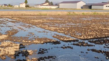 5月6日（祝）肥料巻き完了で入水【（株）高田】