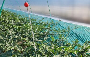 5月7日（水）初 着果棒【（株）高田】