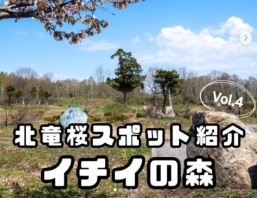 北竜町内の桜スポット紹介 Vol.4： 今日は北竜町民が自ら作り上げた開拓精神溢れる手作りの森「イチイの森」の桜をご紹介します 🌸【北竜町ひまわり観光協会・酒井優斗】