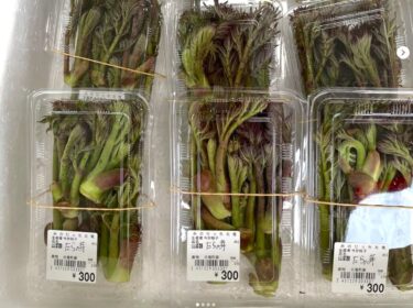 5月11日（日）本日の初物、タラの芽が入りました。天ぷらにいかがですか？ アスパラも少しですが入りました【みのりっち北竜】