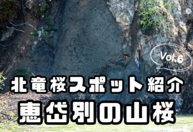 北竜町内の桜スポット紹介 Vol.6：今日は増毛町へと繋がる国道94号線を走り、恵岱別川沿い〜恵岱別ダムまでの道のりに咲く山桜をご紹介していきます【北竜町ひまわり観光協会】