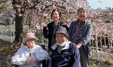 🌸 5月9日 🌸 深川までお花見へ行きました！皆様桜を見て「綺麗だね〜！」と話されておりました！【グループホーム碧水】